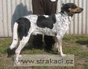 567_alfkor.jpg