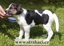 1078 Aron