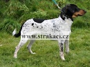 1088 Bela