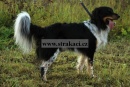 1237 Alf