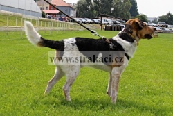 1268 Falko