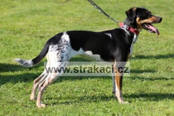 1495 Befaria Bella