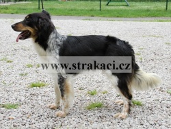 2378 Afina