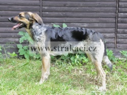 2432 Bo�ena