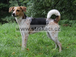 2539 Cibetka