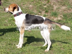 2647 Brumla