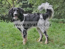 2768 Attila