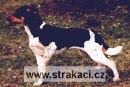 343 C�corka