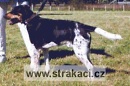 351 Drak