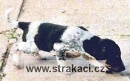497 Eli�ka