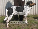 567 Alf