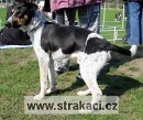 611 Lapka