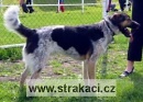619 Asko