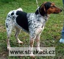 755 Brilla