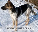 771 Condoleezza