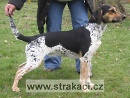 857 Berenika